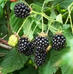 Blackberries