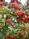 Pyracantha